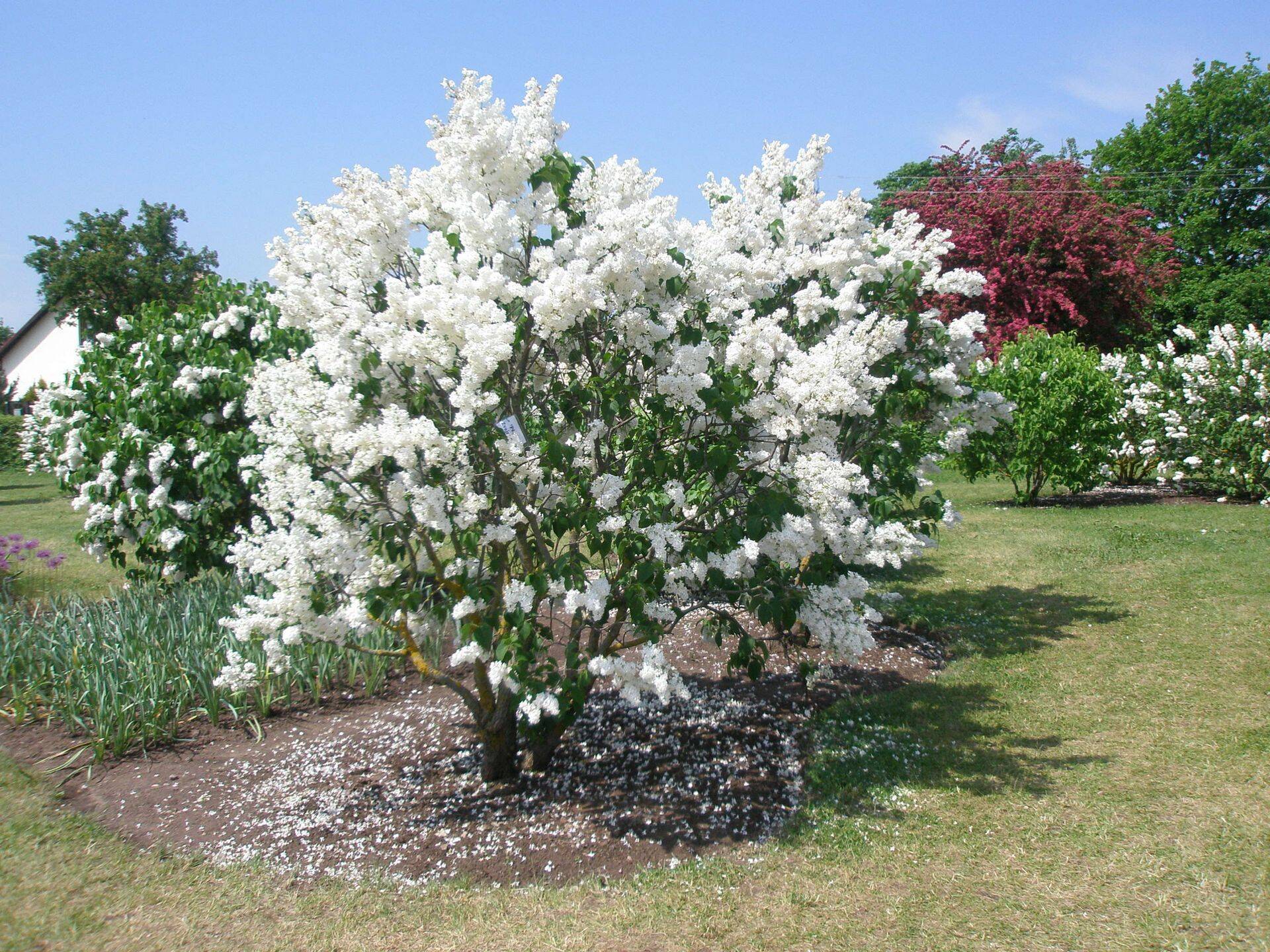 'Pērļu Zveinieks' Dobelese puukoolis.
