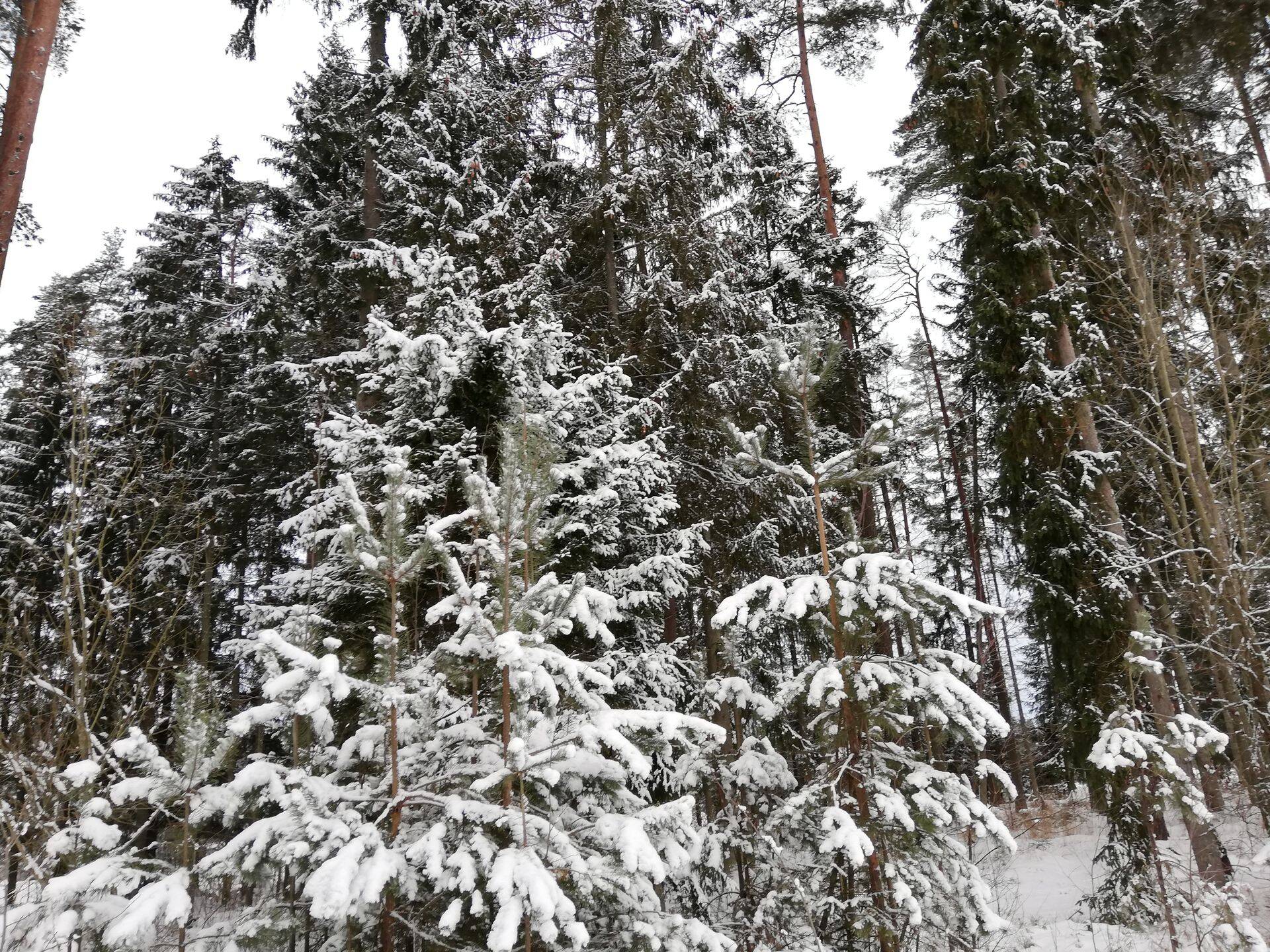 Võimalusel tuleks lindude pesitsuaja alguseks lõpetada kõik metsatööd.