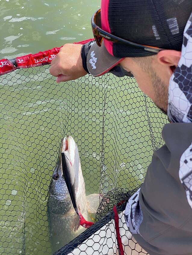 Suured kalad suures kahvas.