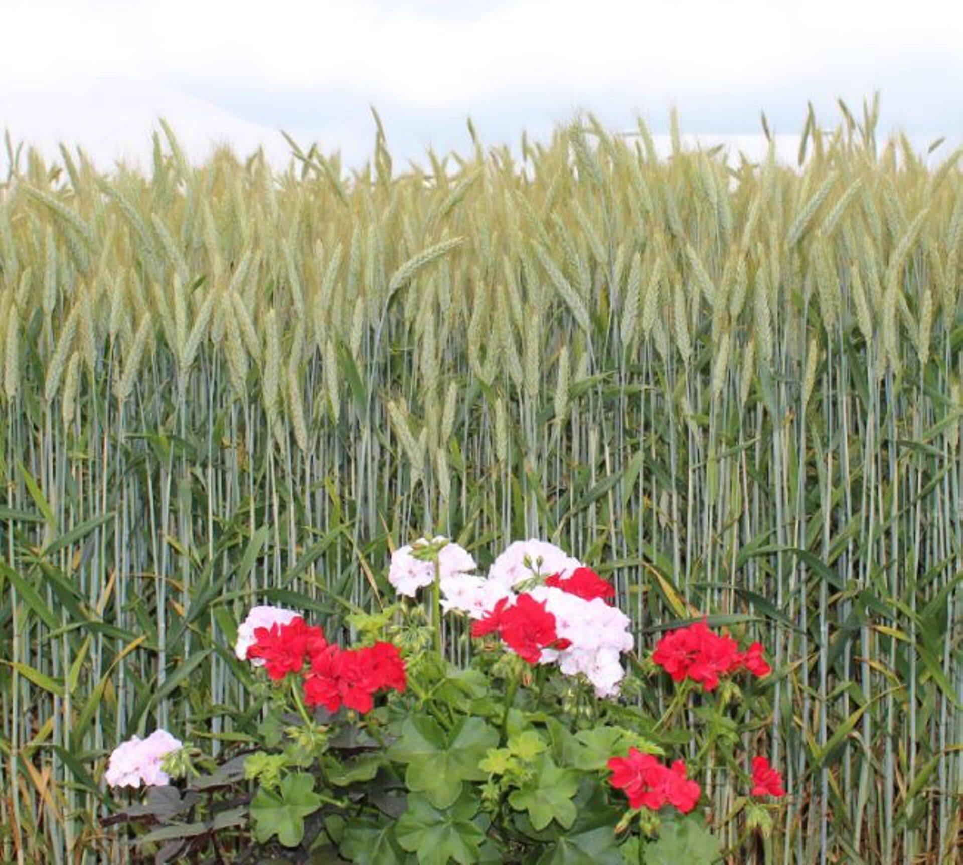 Palju õnne Taluliidule juubeli puhul!