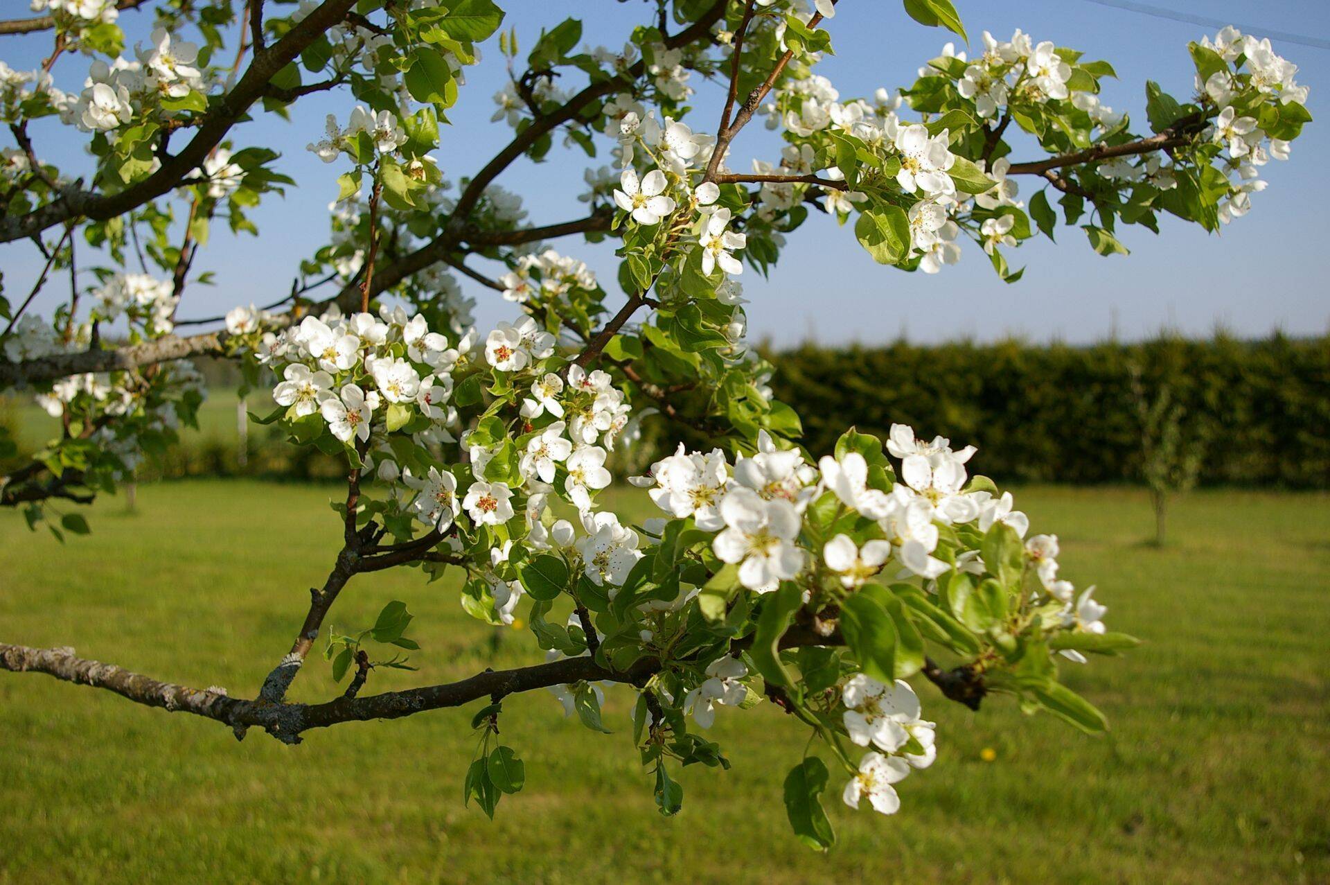Üle poole Eesti viljapuudest ja marjapõõsastest kasvab koduaedades