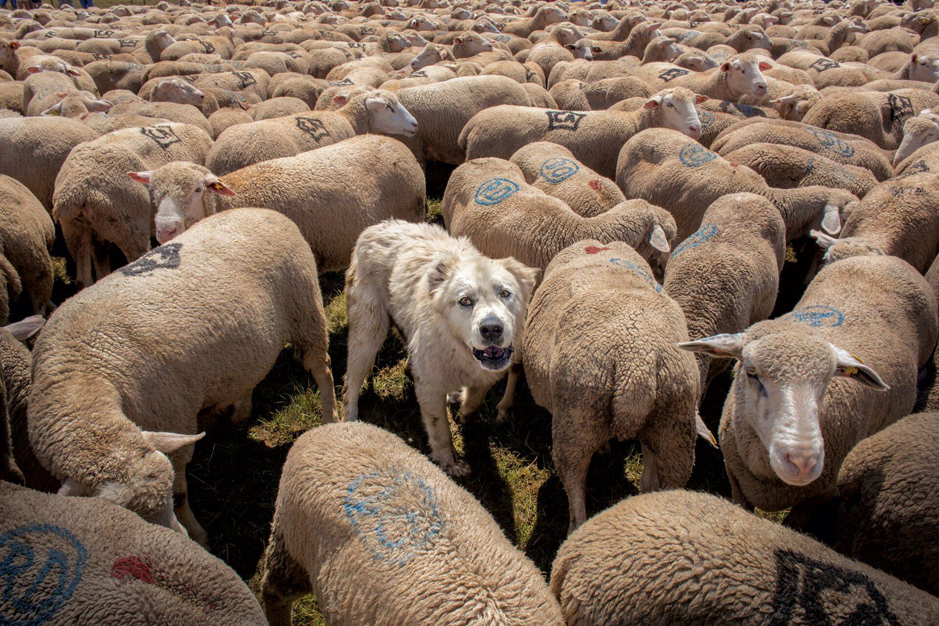 Abruzzo lambakoer valvab Fonte Venticas peetaval igaaastasel lambalaadal oma karja.