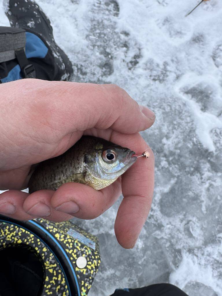 Bluegill, jääpüügi MMi üks peamisi püügikalu, ei suutnud kärbsetõugu ja Ukraina käsitöö-kirptirgu kombinatsioonile vastu panna.