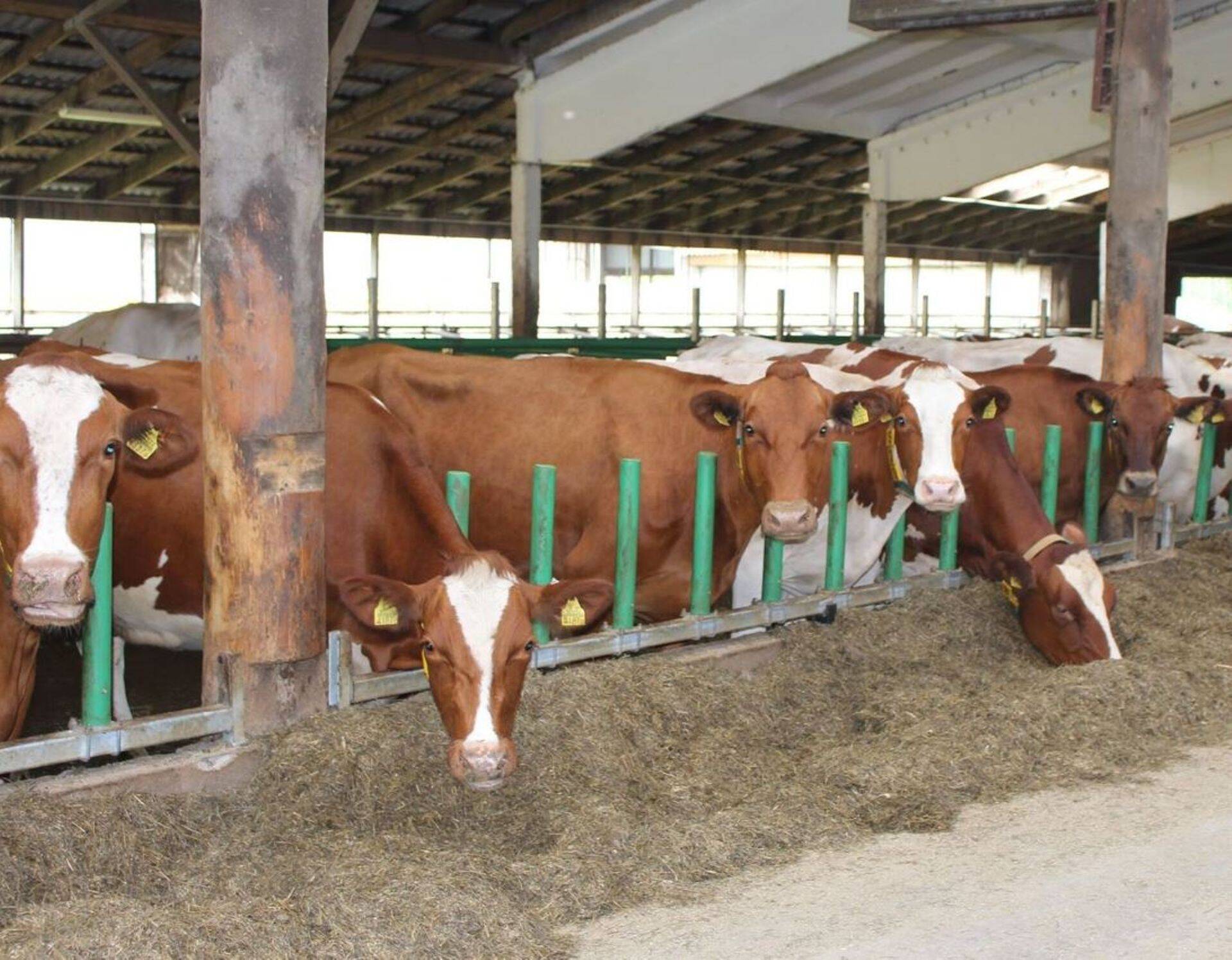 Piimalehmad Saaremaal.