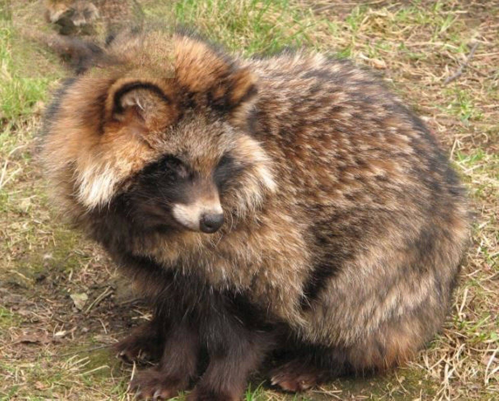 Lõppes kevadine metsloomade marutaudivastane vaktsineerimine