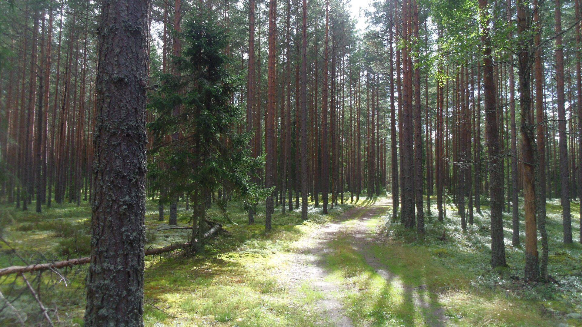 Leedu päritolu metsataimedega tohib metsi uuendada kuni 2021. aasta lõpuni