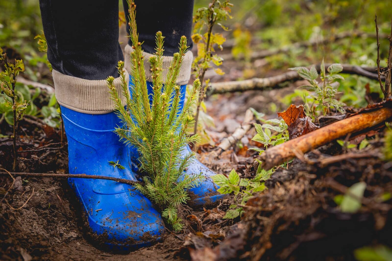 Riigimetsas algas sügisistutus.