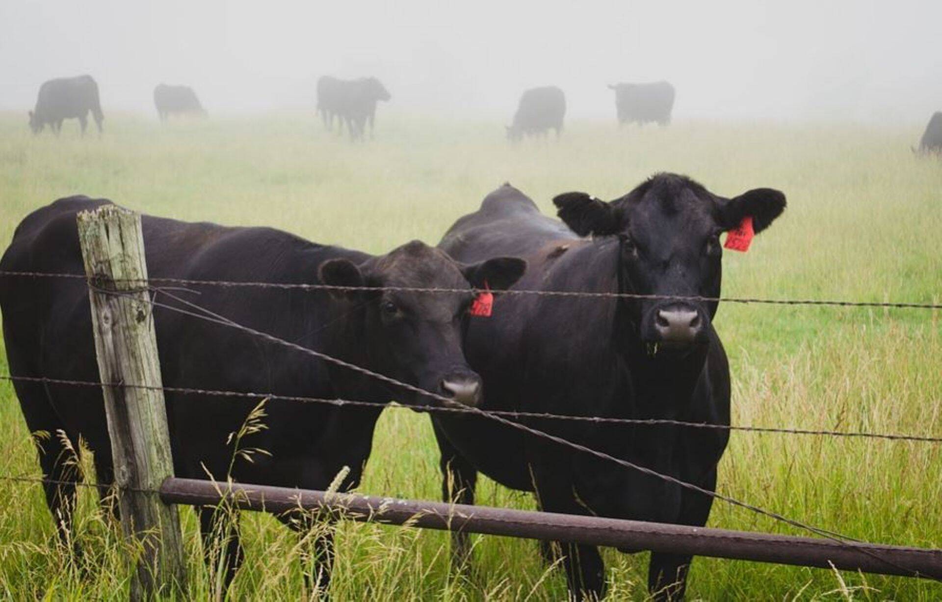 Ukraina Põllumajandusülikool ja Maaülikool hakkavad koostööd tegema