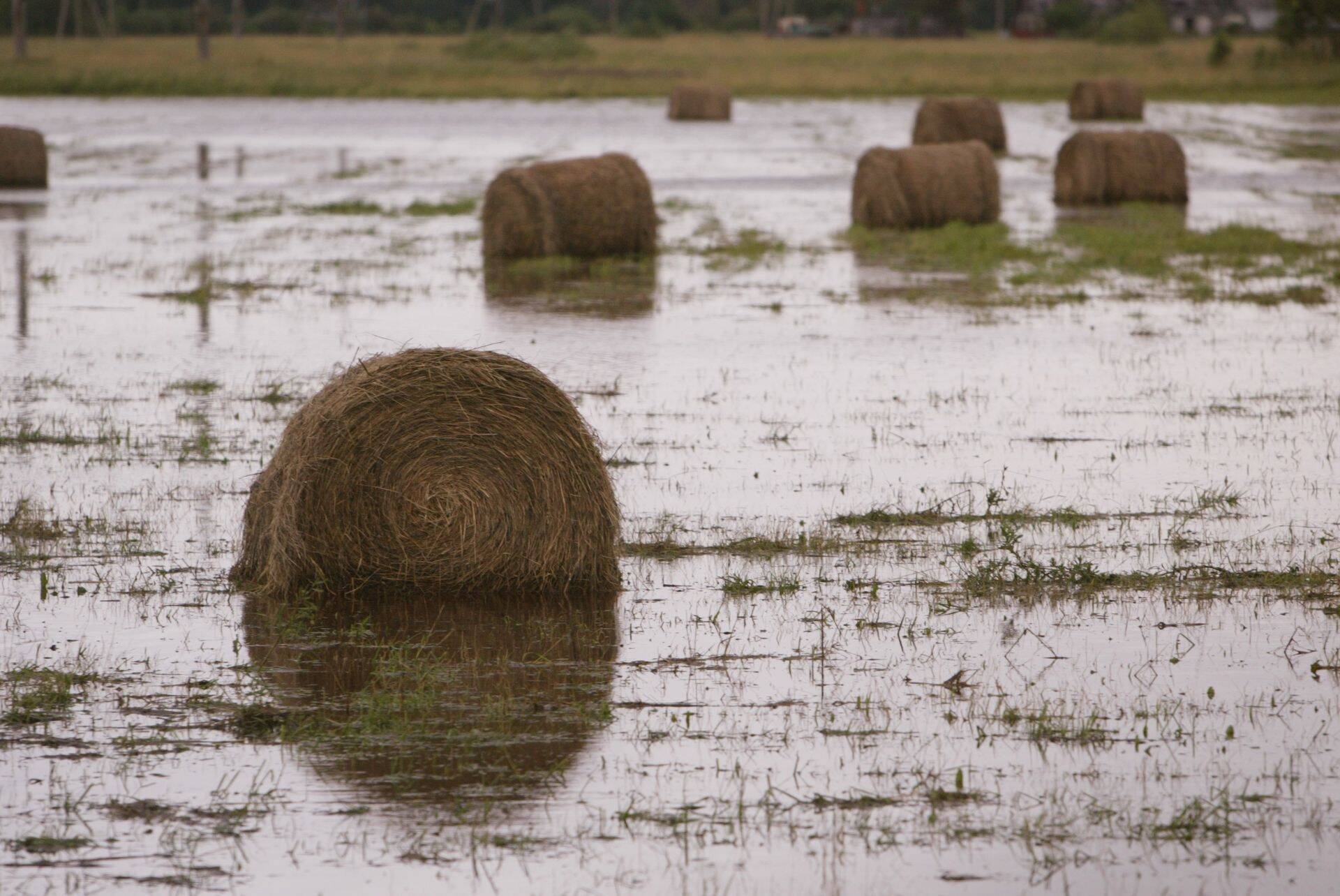 Üleujutused ja põuad vähendavad põllumaa saagikust