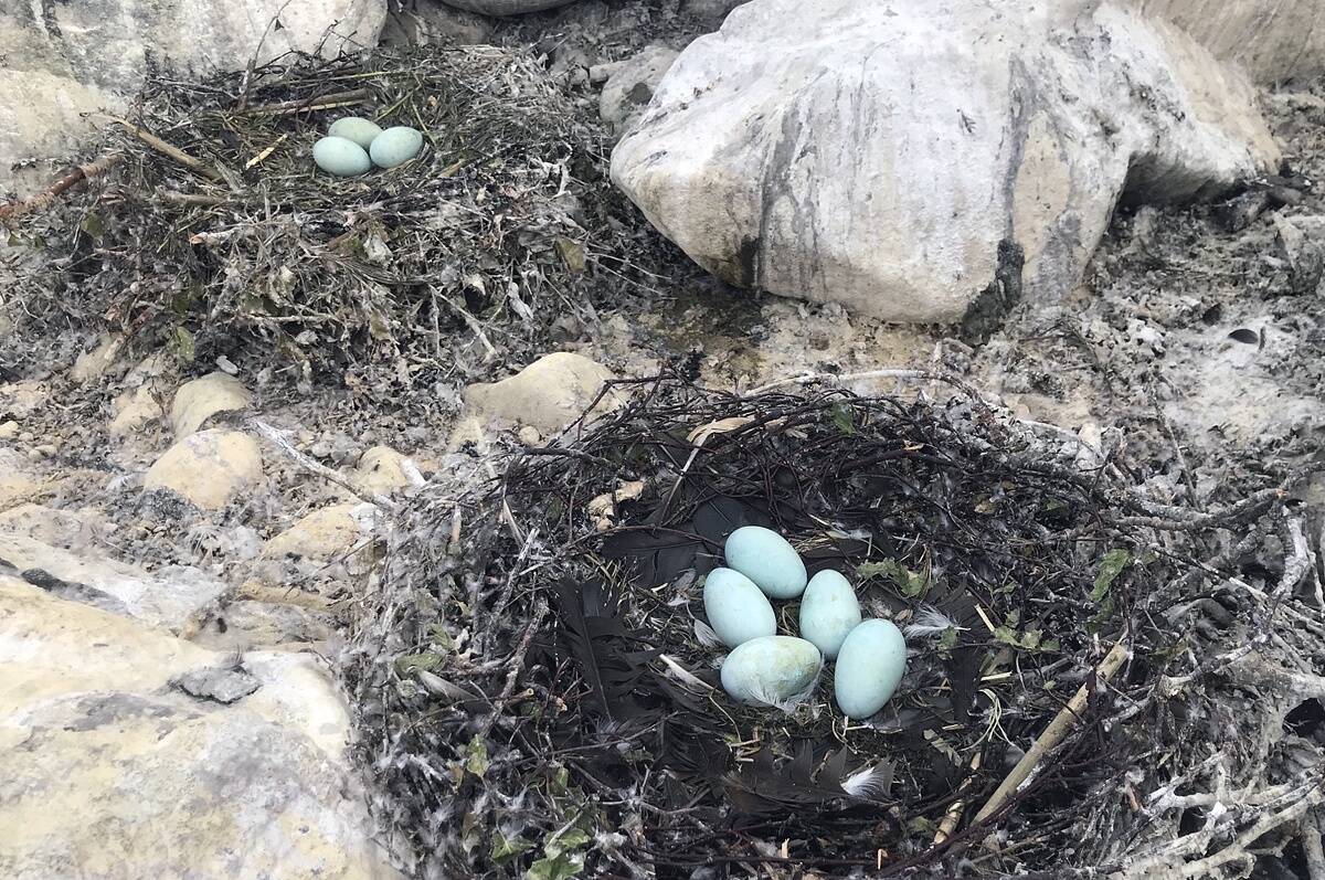 Tallinna Halduskohus teeb otsuse 2024. aasta kormoranide munade õlitamise õiguspärasuse kohta kevadel. Sellest otsusest sõltub terve rida edasisi samme kormoranide ohjamise osas.