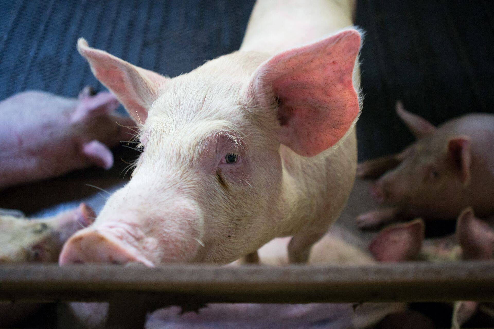 Konservid valmistatakse seakatku leviku piiramiseks kehtestatud tsoonist pärinevate sigade lihast.
