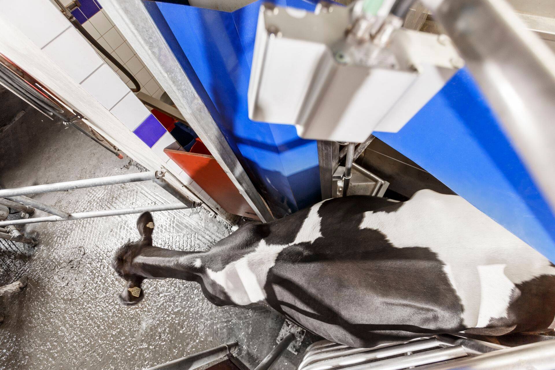 DeLavali BCS süsteem - revolutsioon toitumuse hindamises