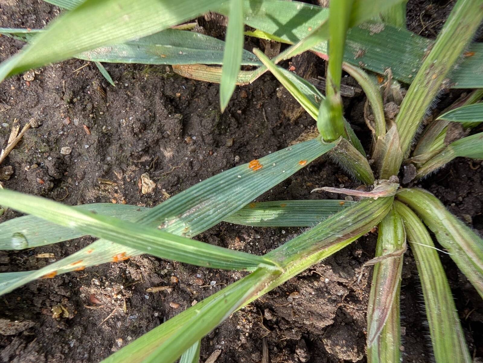 Taimiku tervena hoidmiseks tuleb keskenduda seirele, kvaliteetsele seemne puhtimisele, agrotehnilistele võtetele ja vajadusel sihipärasele fungitsiiditõrjele.