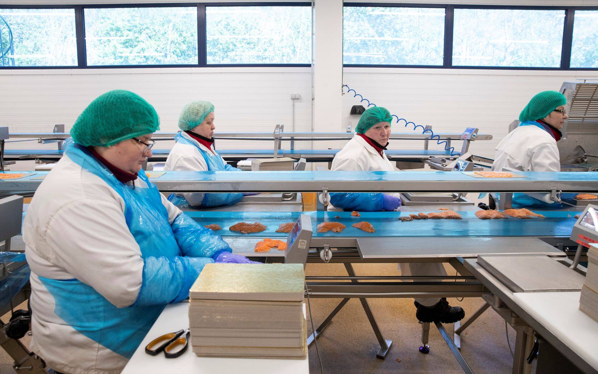 M.V.Wooli tehast ähvardab sulgemine, kinnitas veterinaar- ja toiduameti asejuhataja.