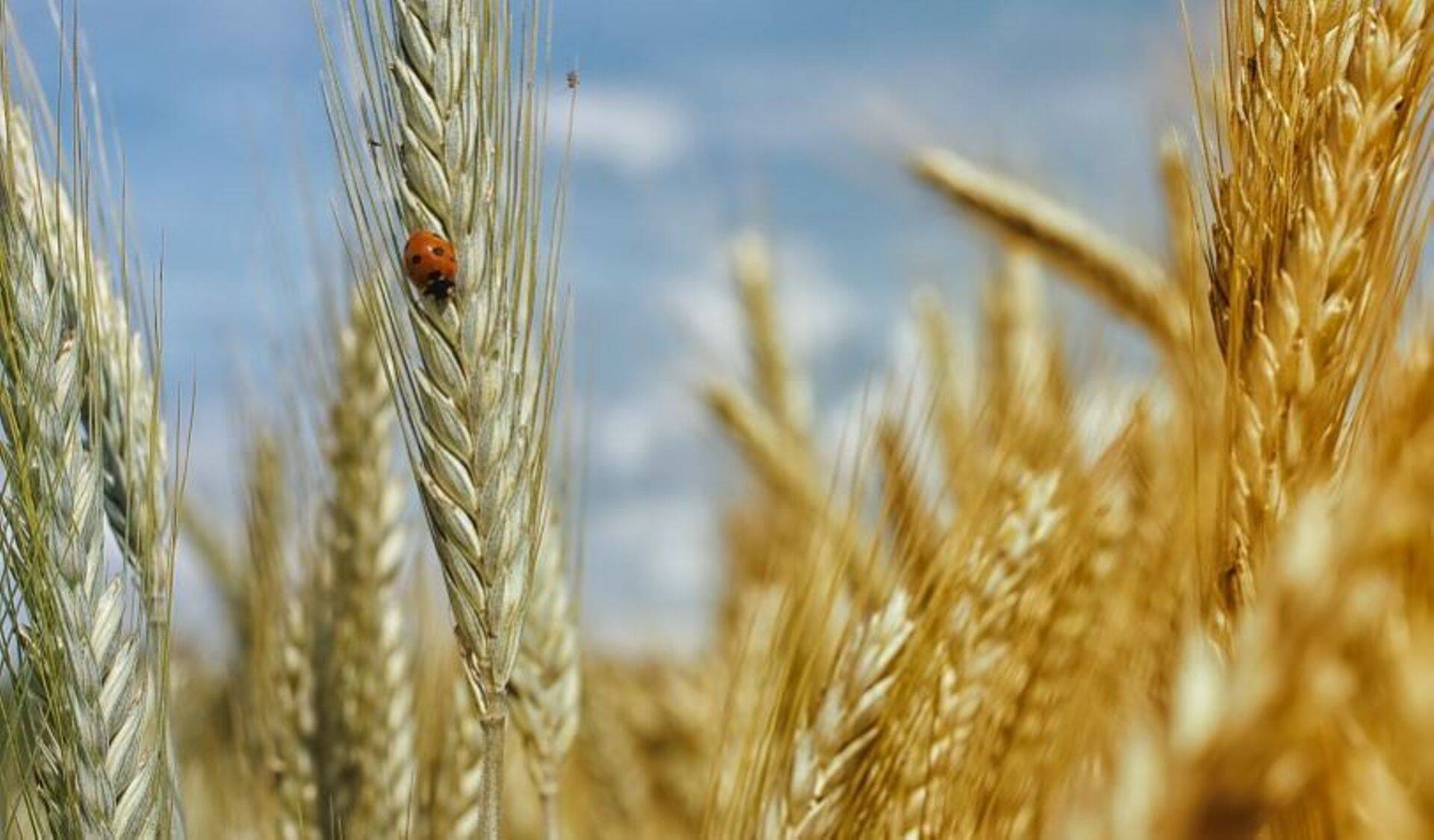 FAO: Maailma söödaviljaturu väljavaated