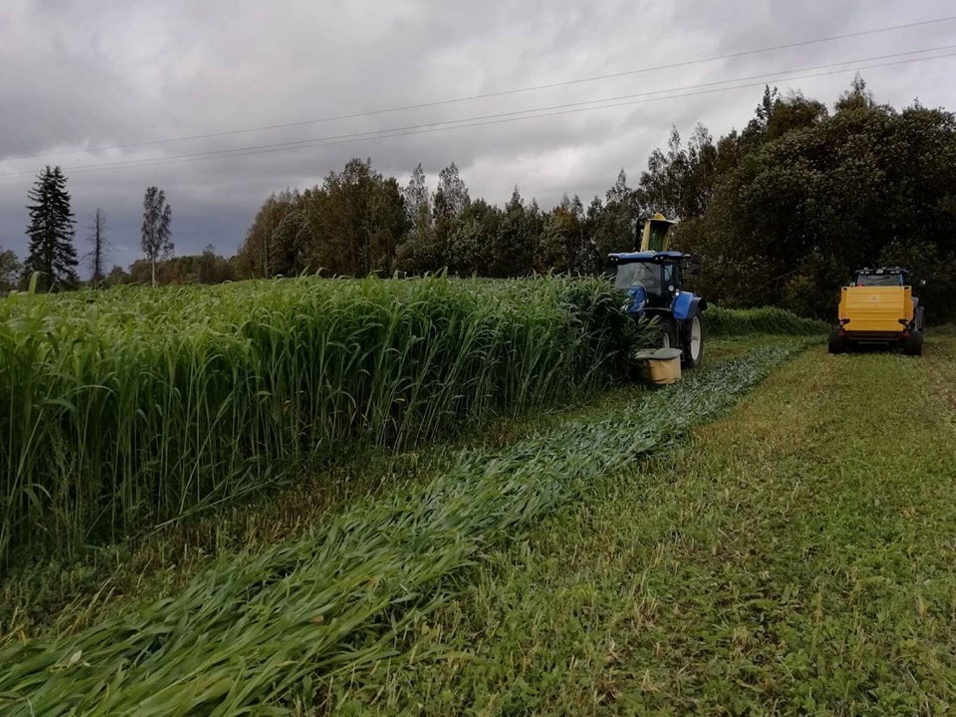 Sorgo koristus