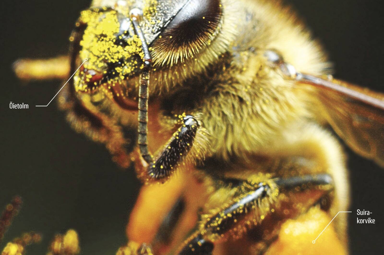 Mesilane korjab õietolmu oma tagumiste jalgade küljes olevatesse suirakorvikestesse. Õietolmu jääb ka mesilindude ülejäänud keha külge ja seetõttu kannavad nad seda edasi teistele lilleõitele, viljastades sealsete emakate sigimikud.