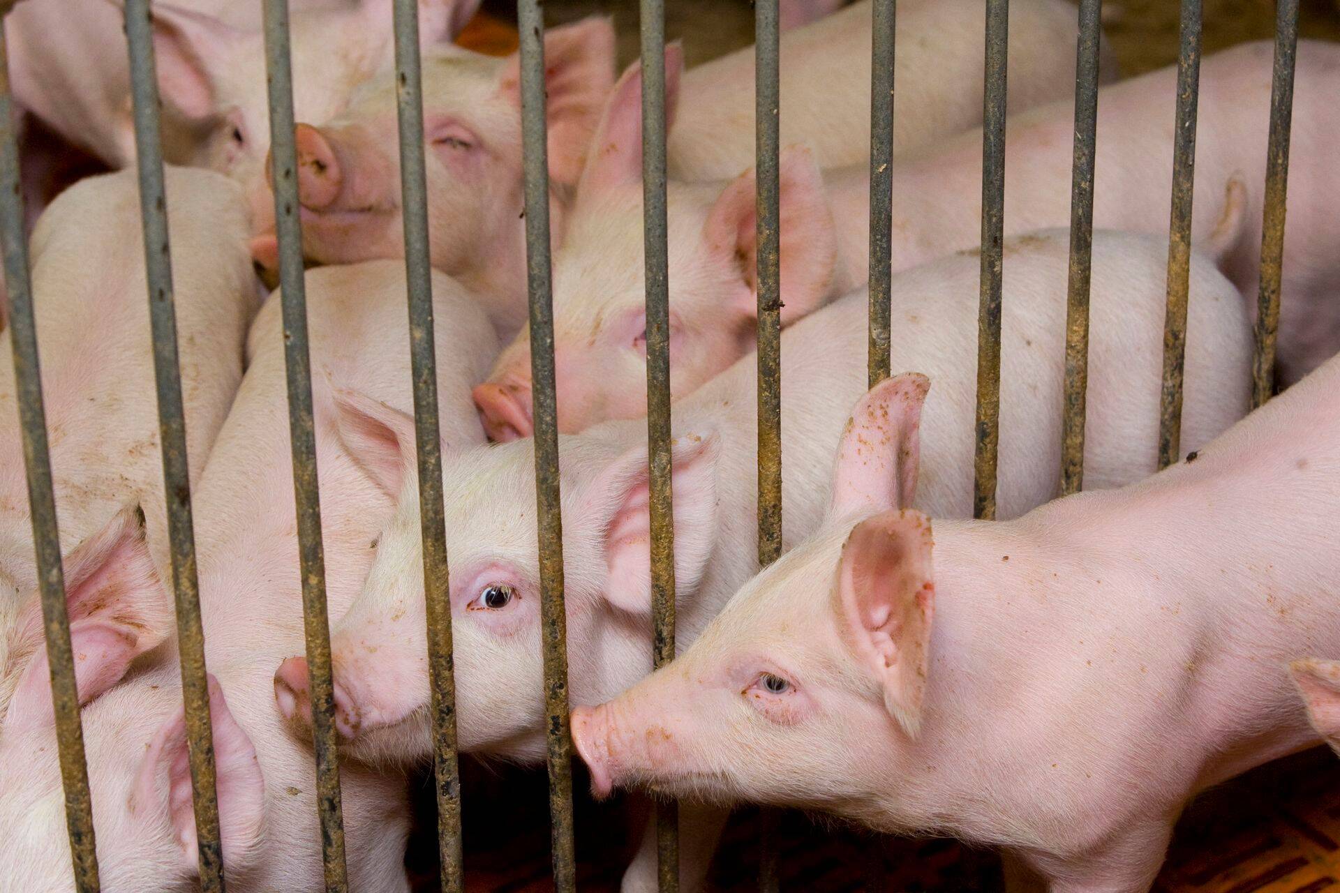 Keskkonnainspektsioon alustas lihatööstuse vastu haldusmenetlust