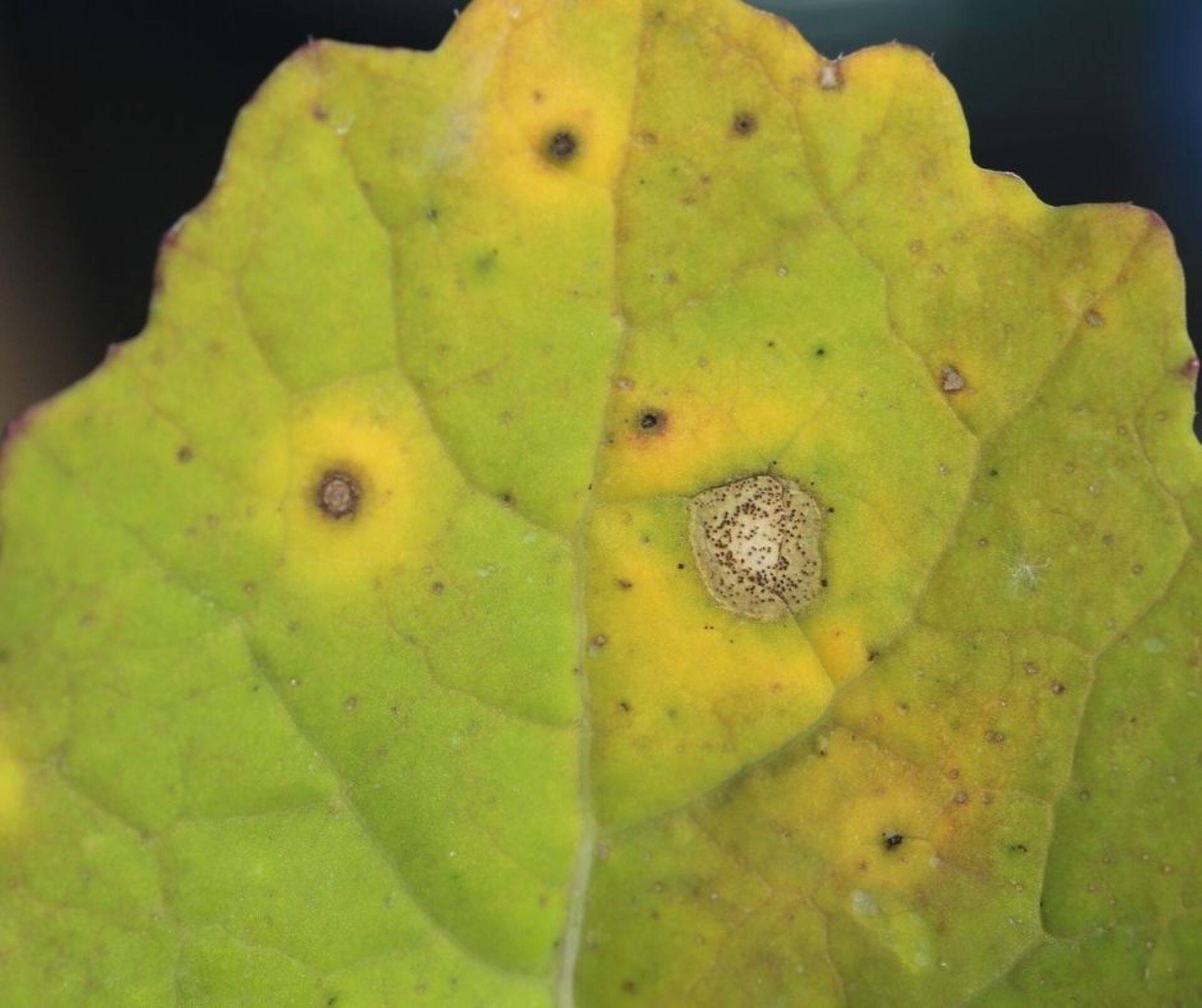 Fomoos on meie põldudel järjest süvenev ohtlik rapsitaimi nõrgestav ja saagikadu põhjustav haigus