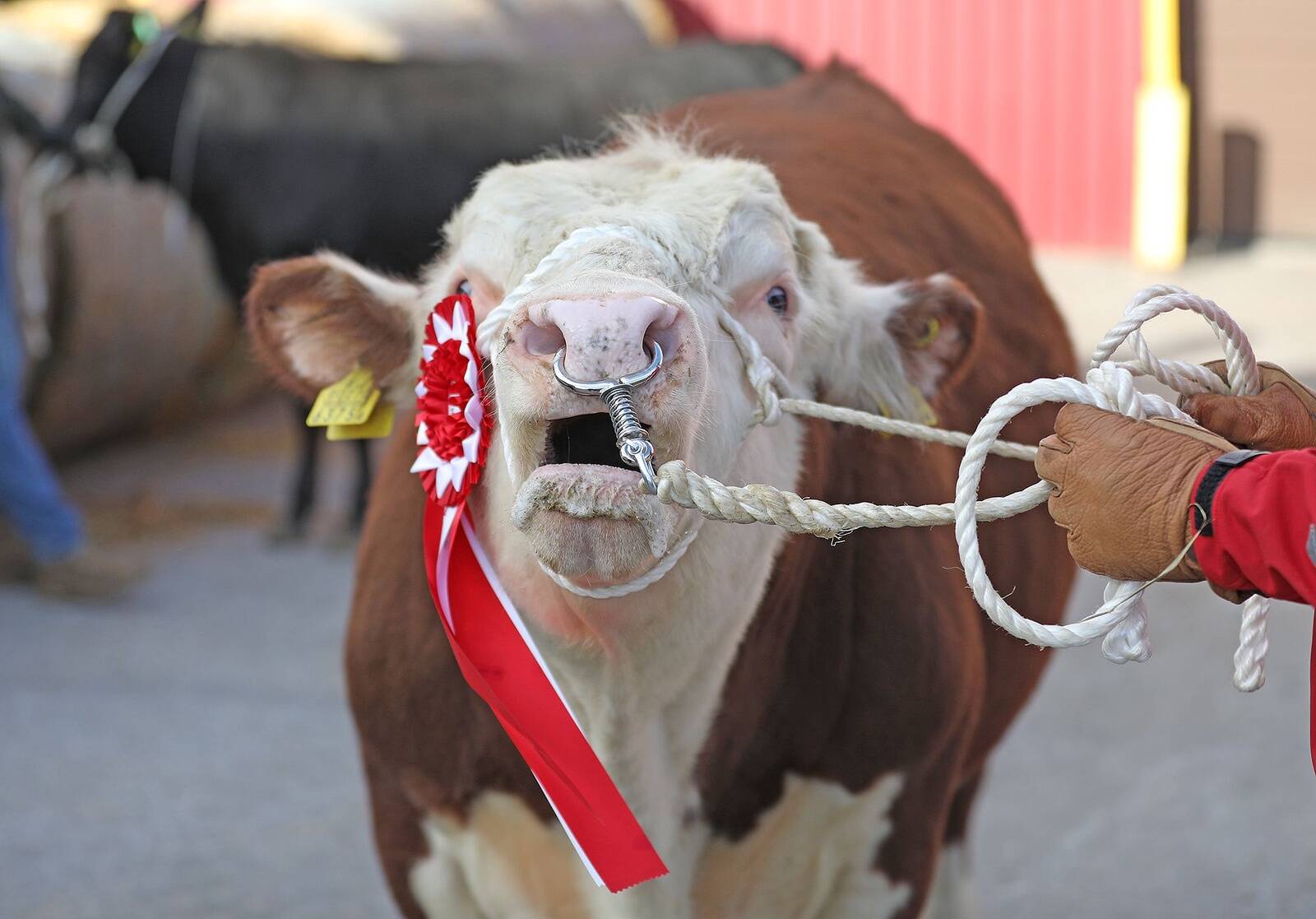 Lihaveisepullide veebioksjonil osalevad parimad aretuspullid.