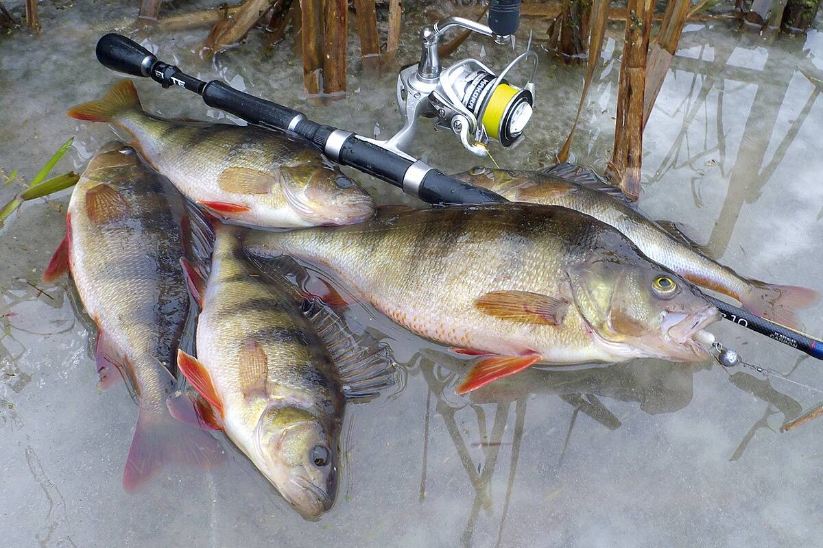 Talvine ahvenapüük microjigiga