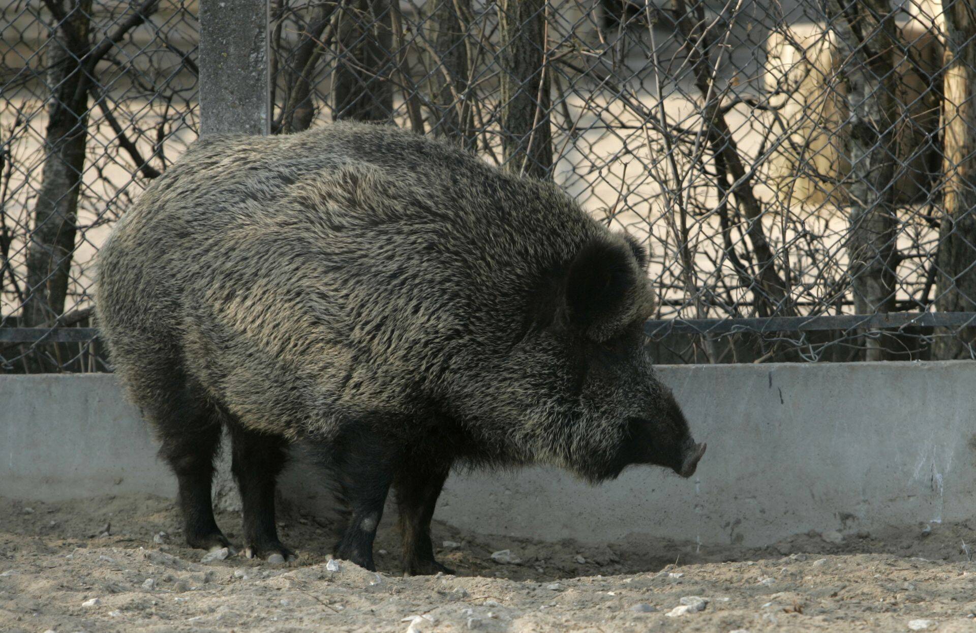 Sigade Aafrika katk tuvastati ka Torgu valla metsseal