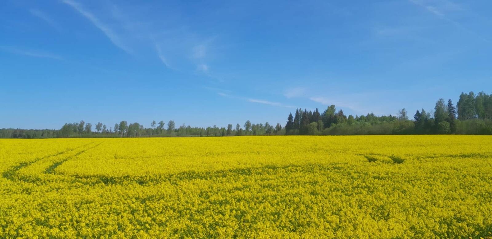 Taliraps Järvamaal.