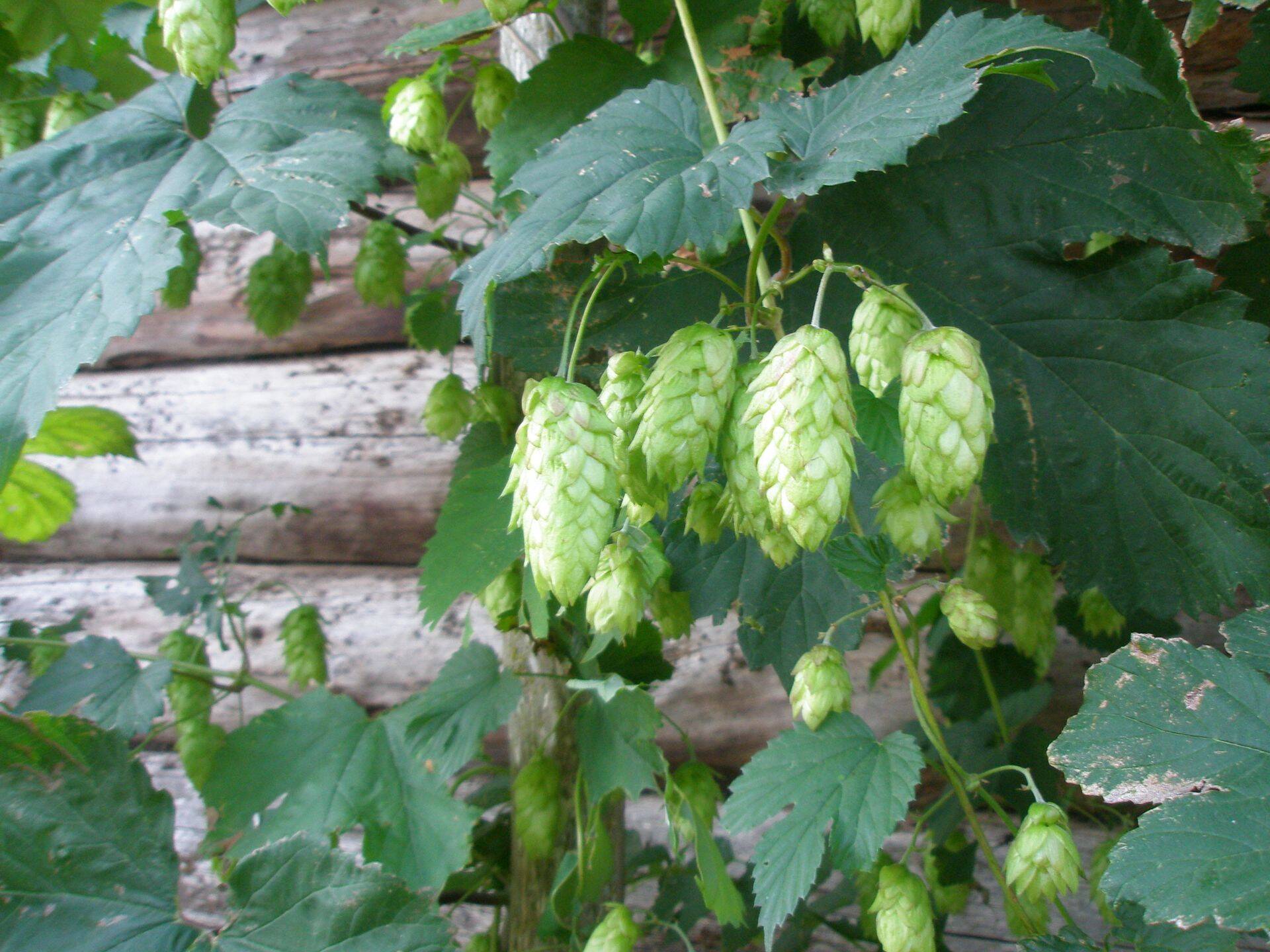 Humal on kahekojaline taim, mis tähendab, et ühel taimel on ainult emas-, teisel ainult  isasõied.
