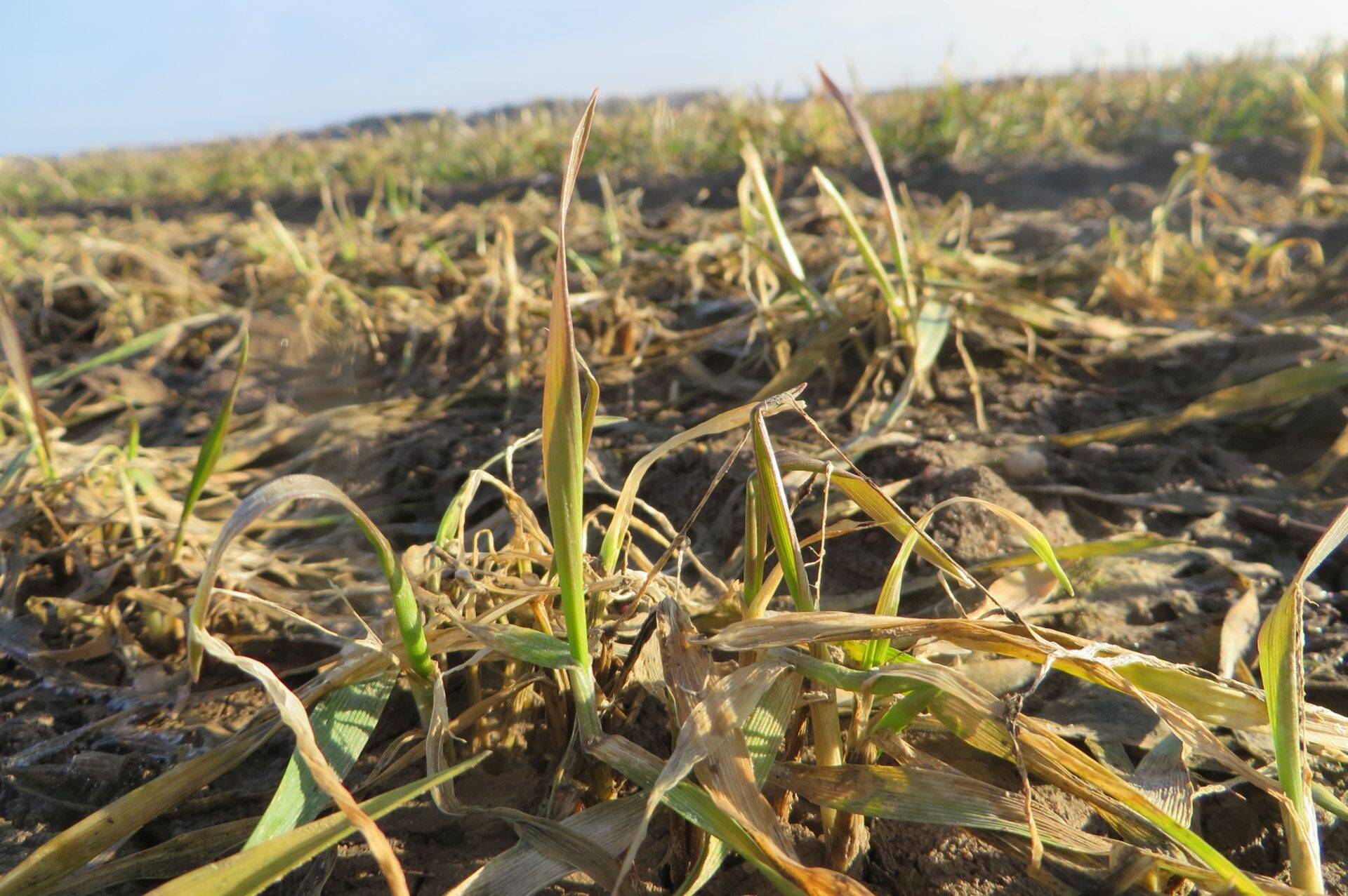 ETKI: Kuidas on talvitunud katsekeskuse talivili?