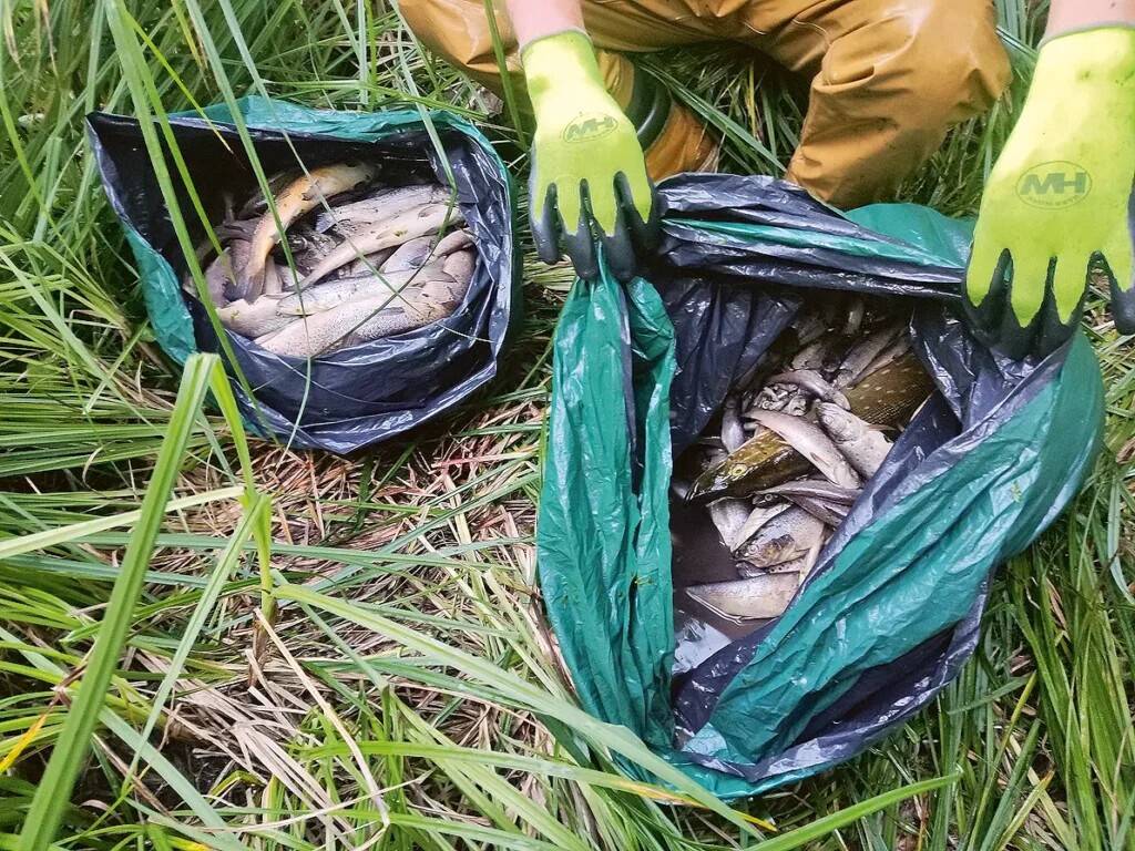 Umbusi ülemjooksul hävis reostuse tõttu peaaegu kogu forellivaru. Vabatahtlikud korjasid jõest 10 päevaga kokku ligi 6000 jõeforelli.