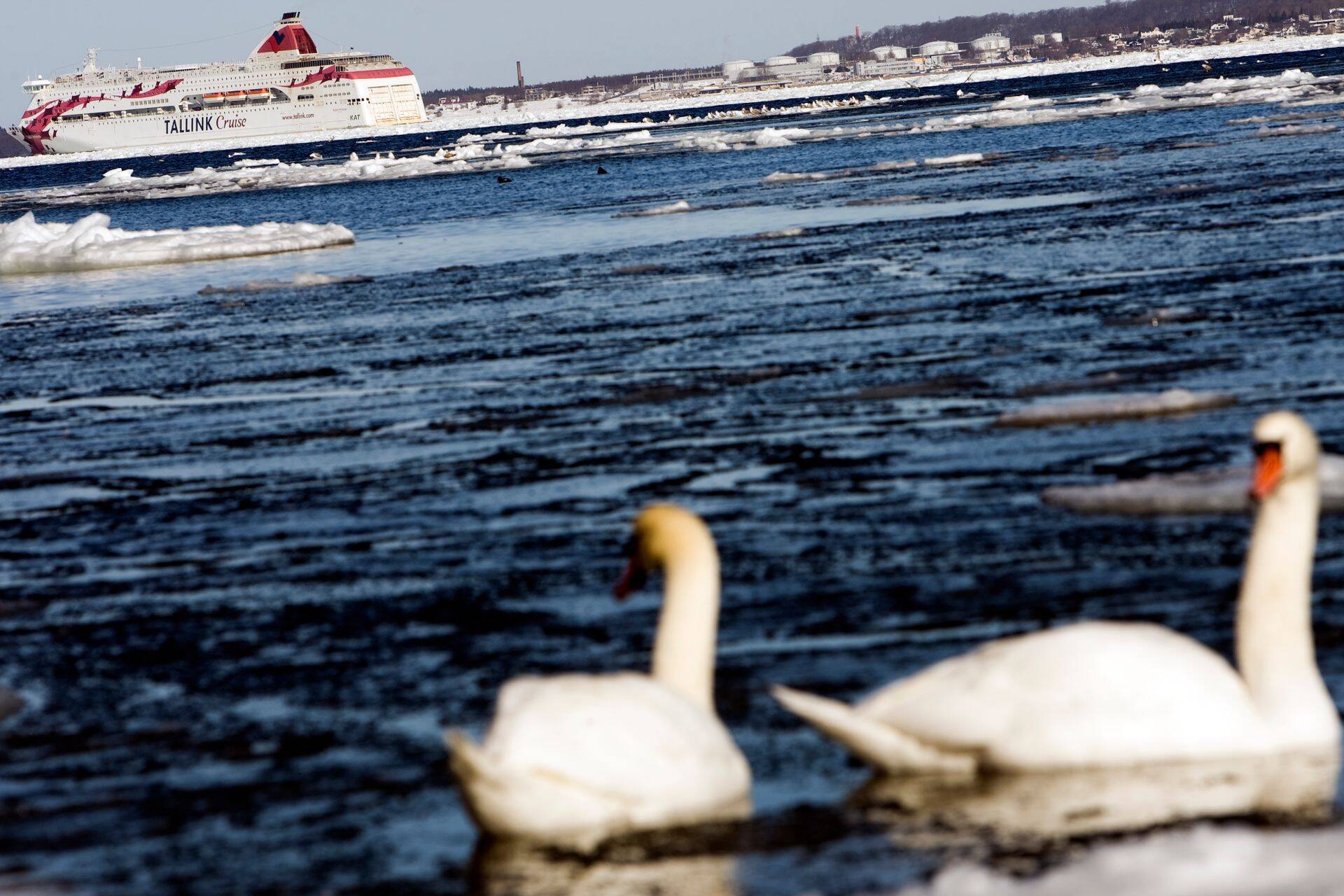 Eelmisel aastal maksis ettevõte aktsionäridele välja 5 senti dividendi ning lisaks 7 senti aktsiakapitali vähendamise eest, mis tegi Tallinki aktsiast parima dividenditootlusega (ligi 12%) aktsia. Praeguse aktsiahinna juures on dividenditootlus pea poole väiksem.