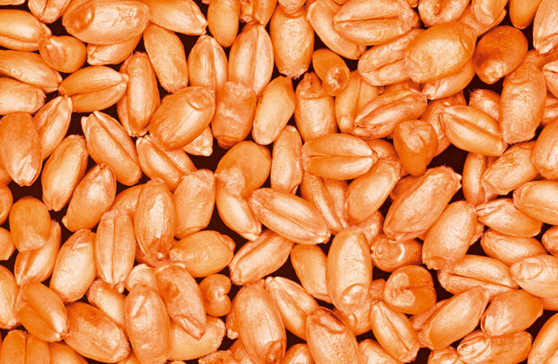 Syngenta esimene täiesti uue toimeainega puhtimisvahend jõudis Eestisse