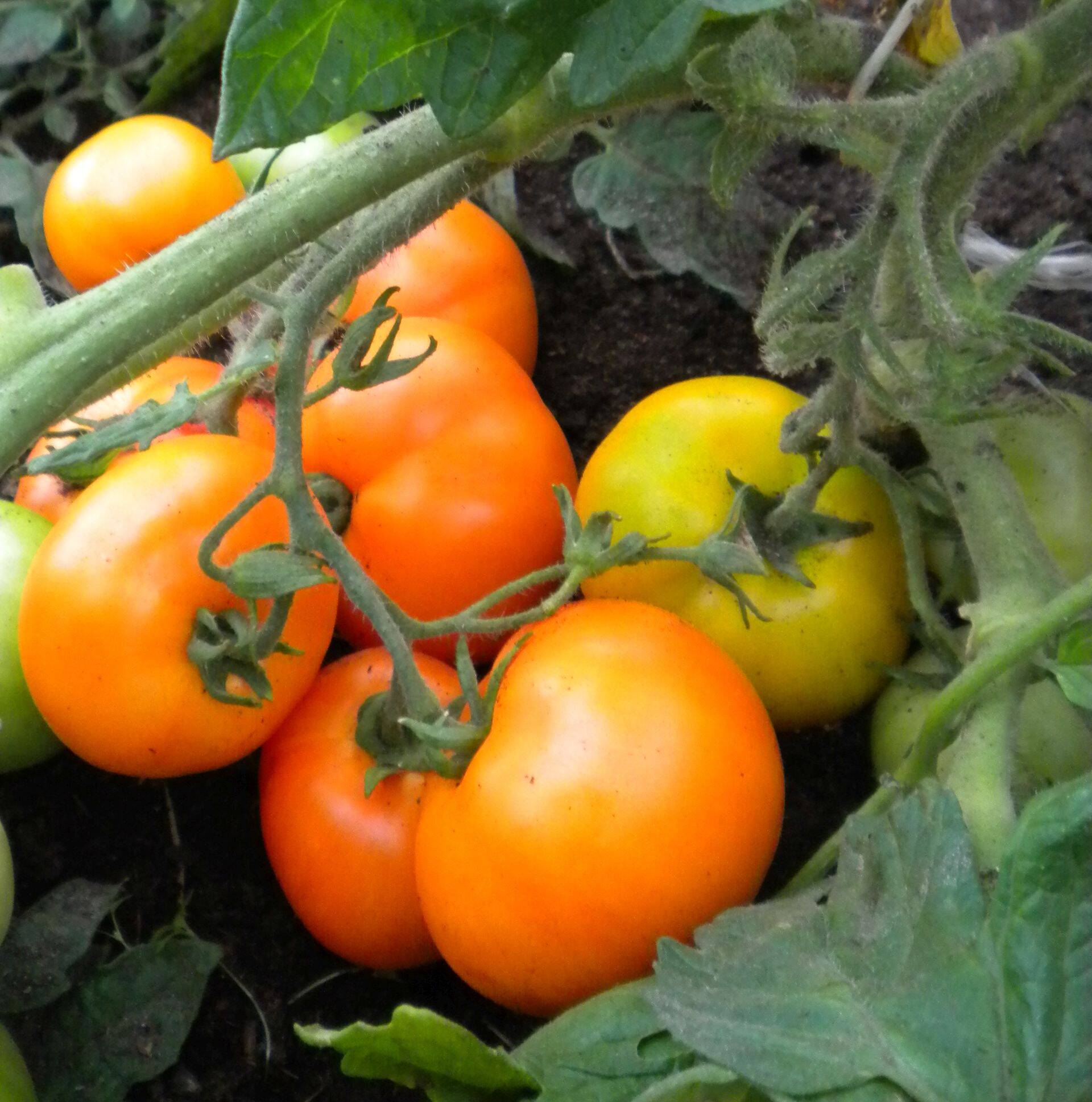 Siive’ on madalakasvuline, varane, keskmise suurusega ümarate viljadega sort.