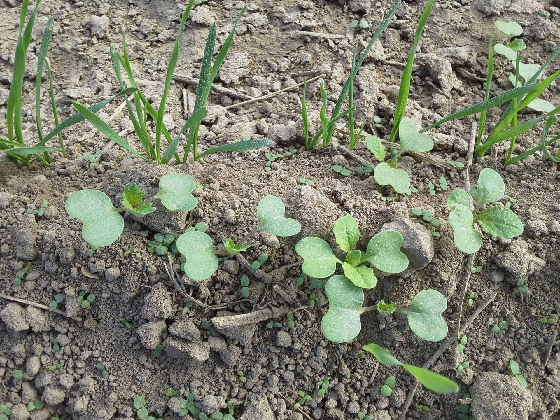 Rapsi varis talinisus