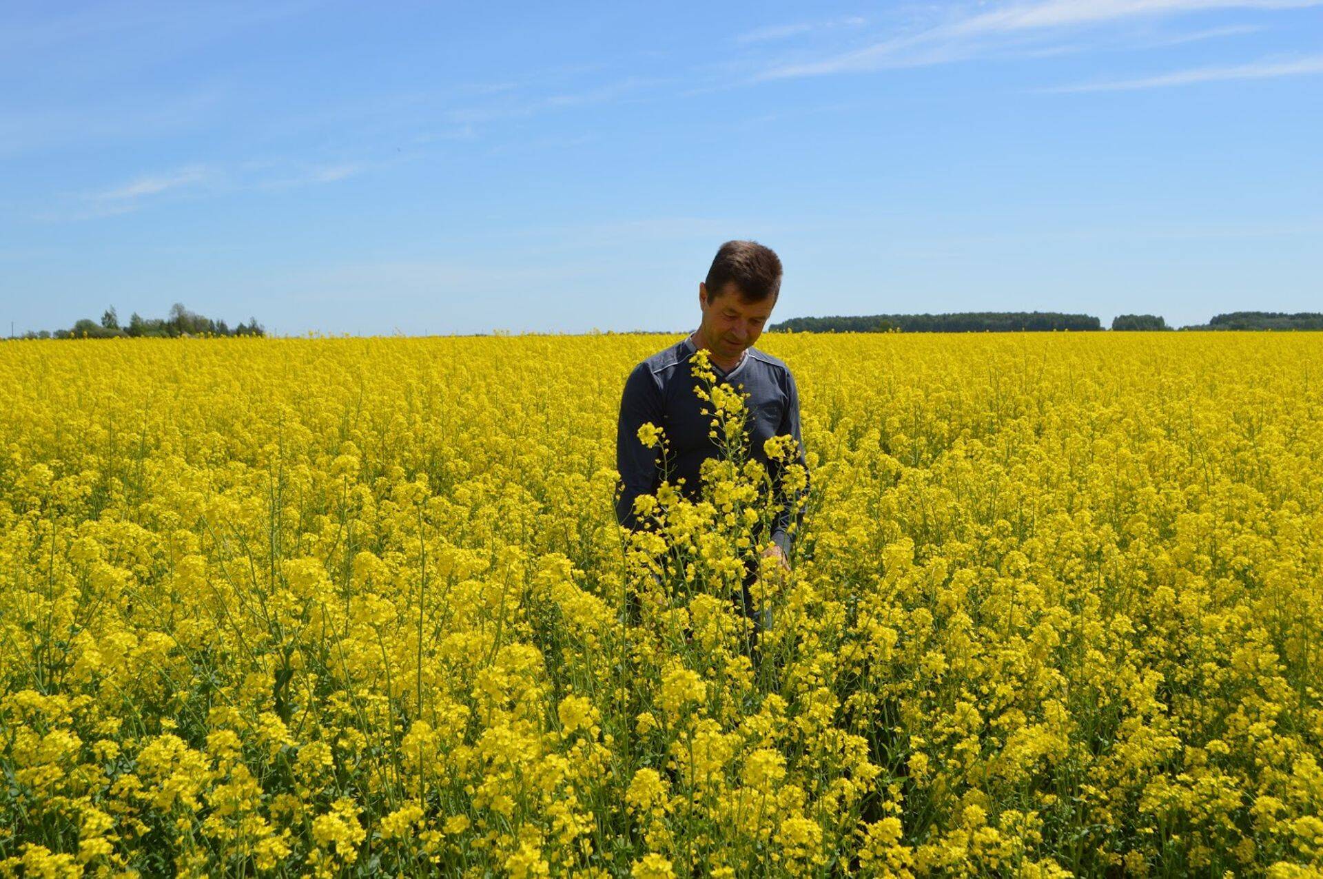 Talirüps ’Legato’ Leedus AUGA põldudel.
