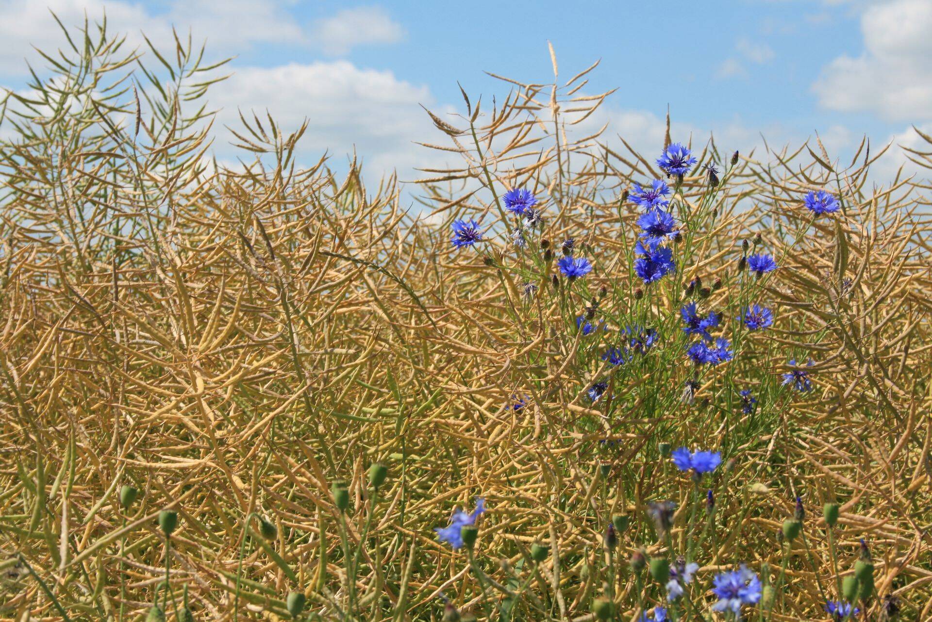 Börs: Rapsiseemnete toodang languses