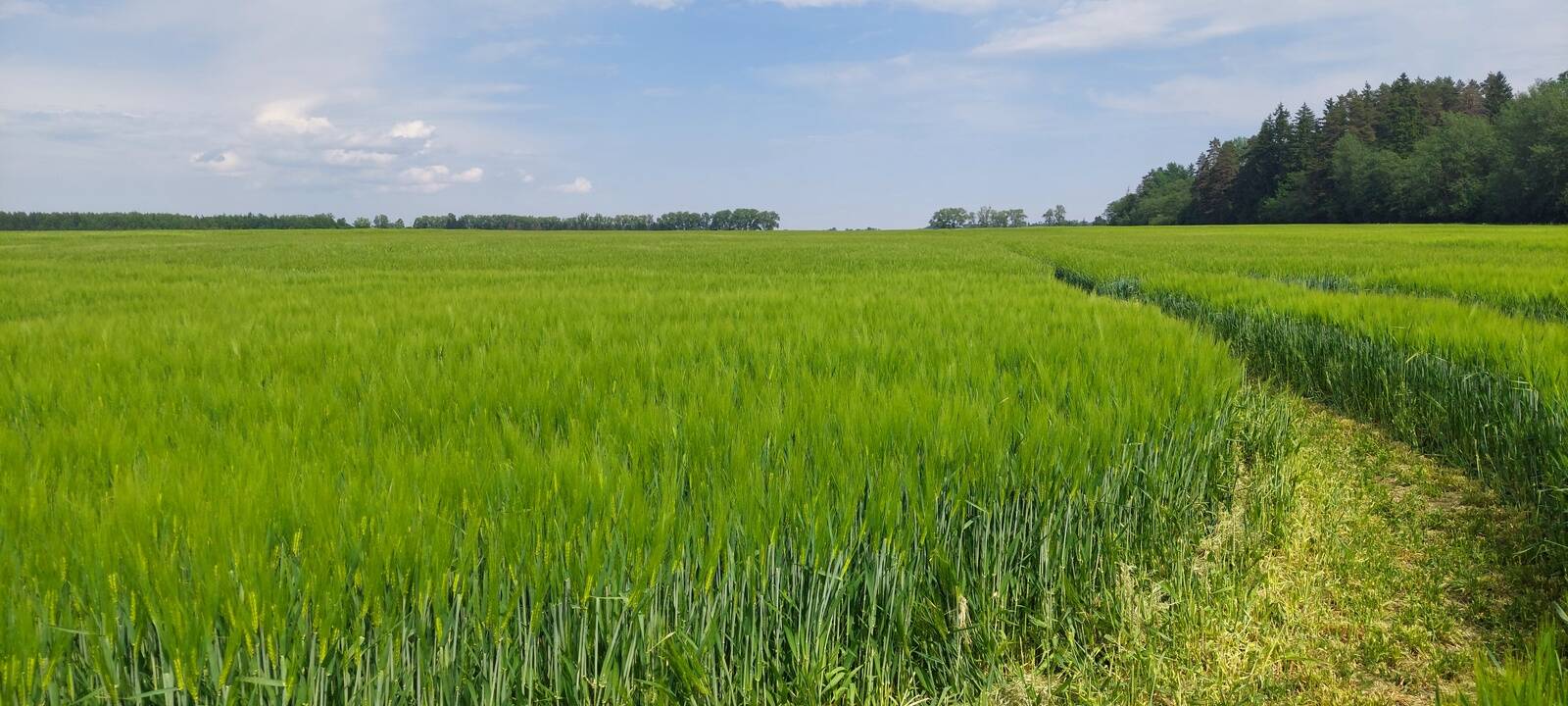 Odrapõld maikuu viimastel päevadel Tartumaal.