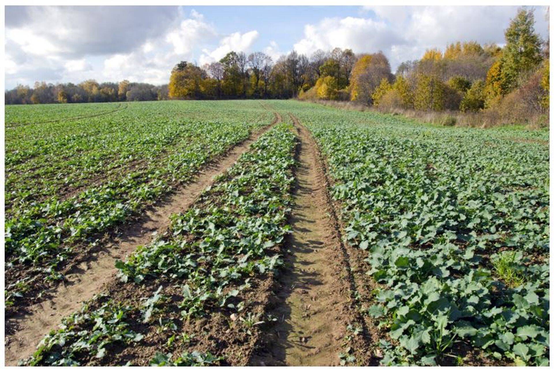 Taliraps on 4-6 pärislehe faasis ning õige aeg pritsida Artina EC-ga.