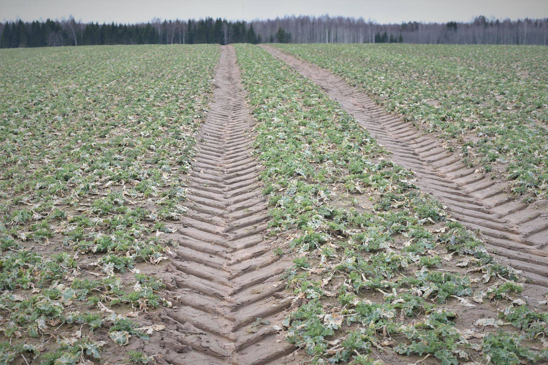 Talirapsi 'Sensei' talvitumine 18.04.2017 - Ekso Farm OÜ, Põlvamaa