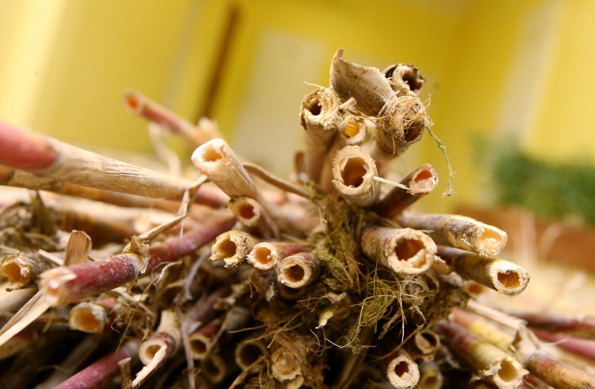 Pilliroog on üks loodussõbralikke materjale, mida kasutada.