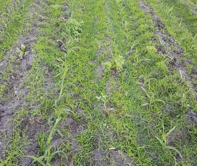 Tähk-kukehirsi suur umbrohtuvus põllul