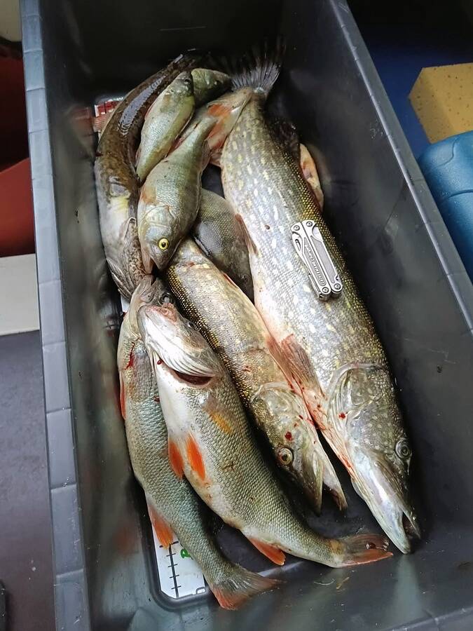 Esmaspäevahommikune kalasaak Peispi järvelt.