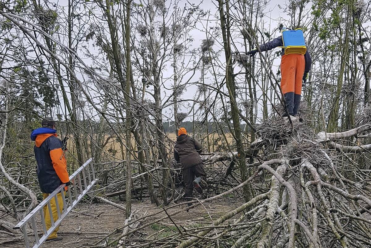 Kormoranimunade õlitamine Kadaklaiul.