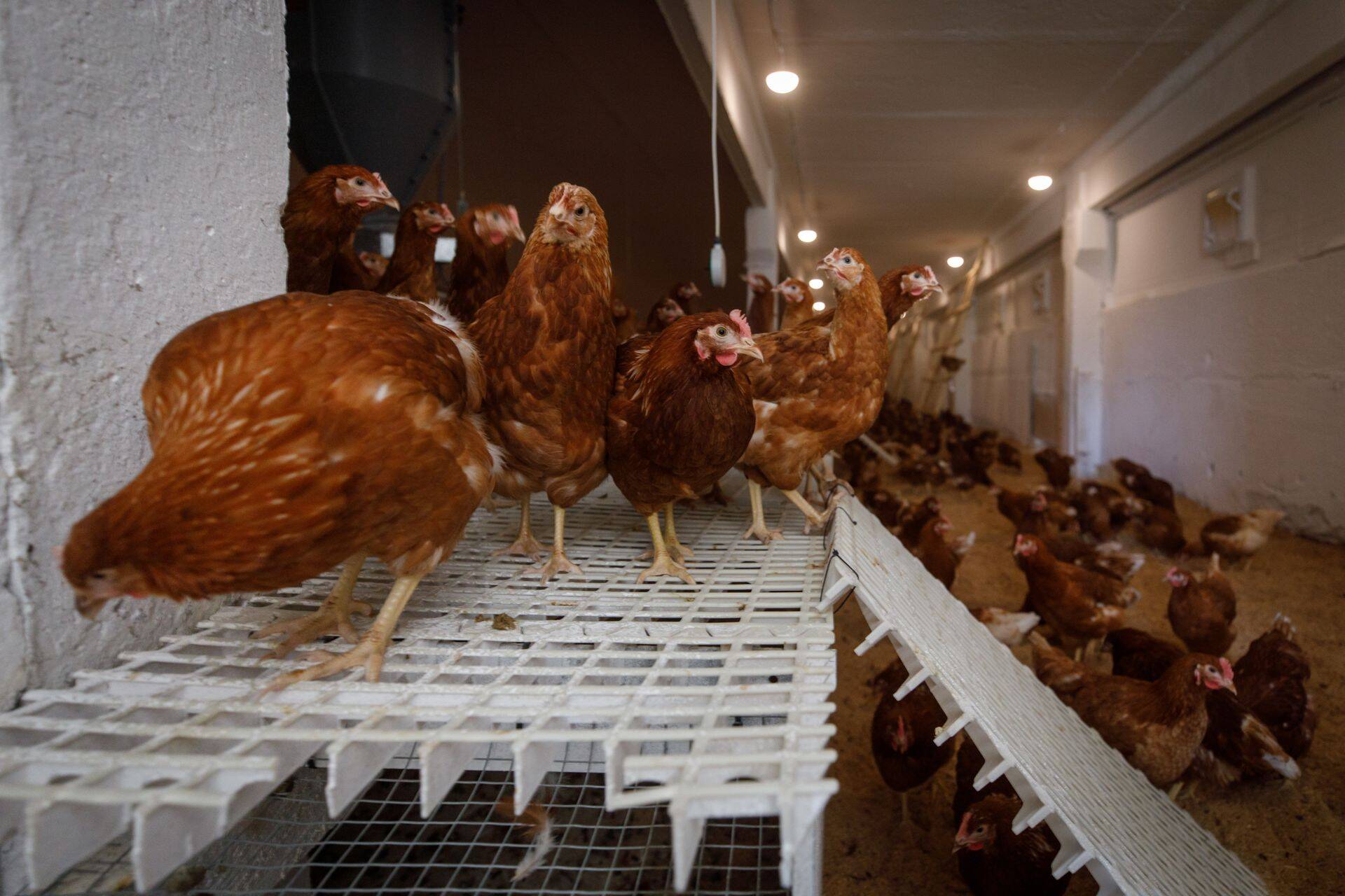 Kaubandusettevõtted on hakanud eelistama vabapidamisel kanade mune.