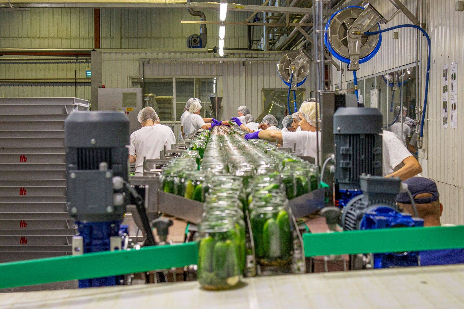 Külma ilma kiuste läheb purki 2000 tonni kurki