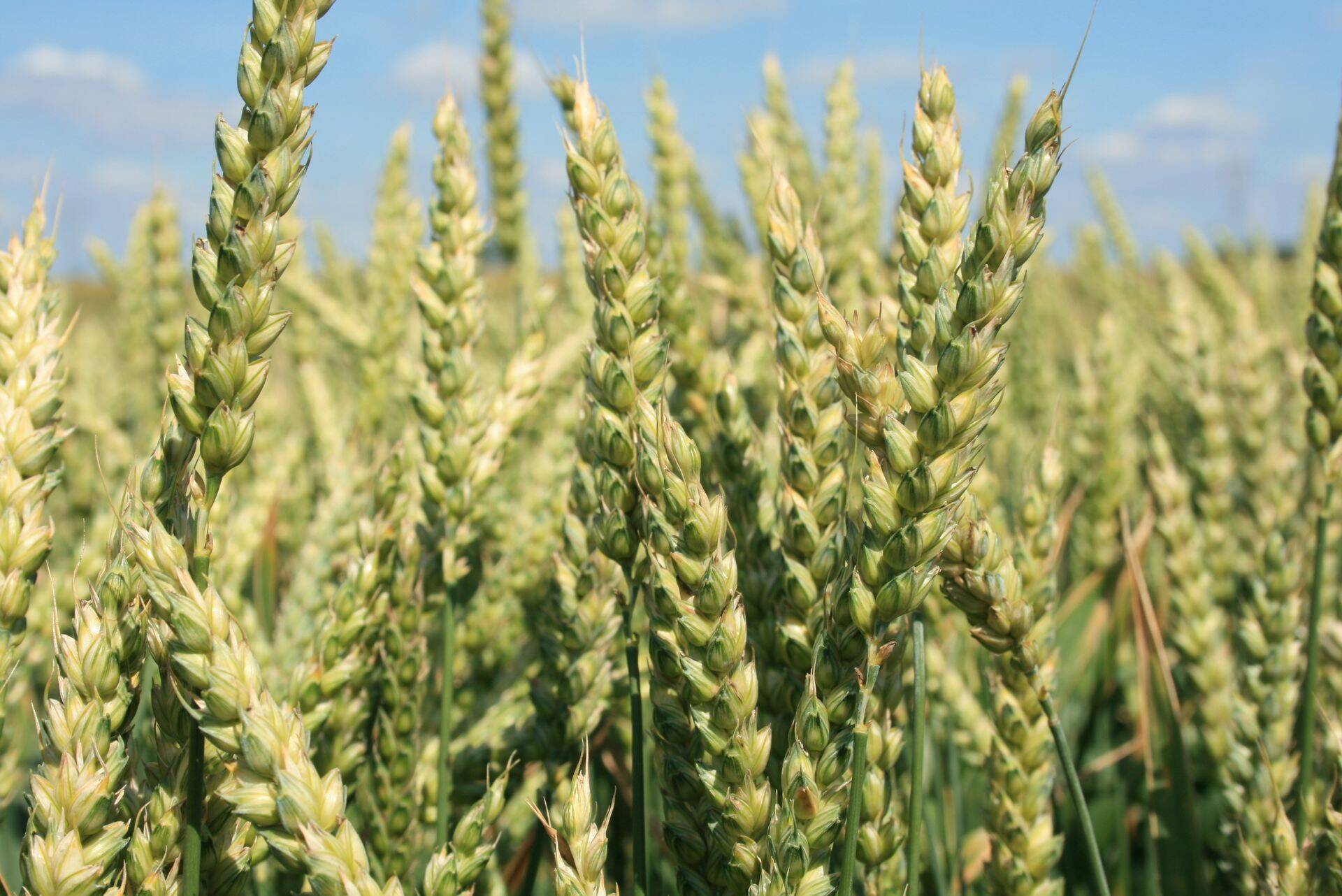 Nisu hind oli sel nädalal sama, mis eelmiselgi.