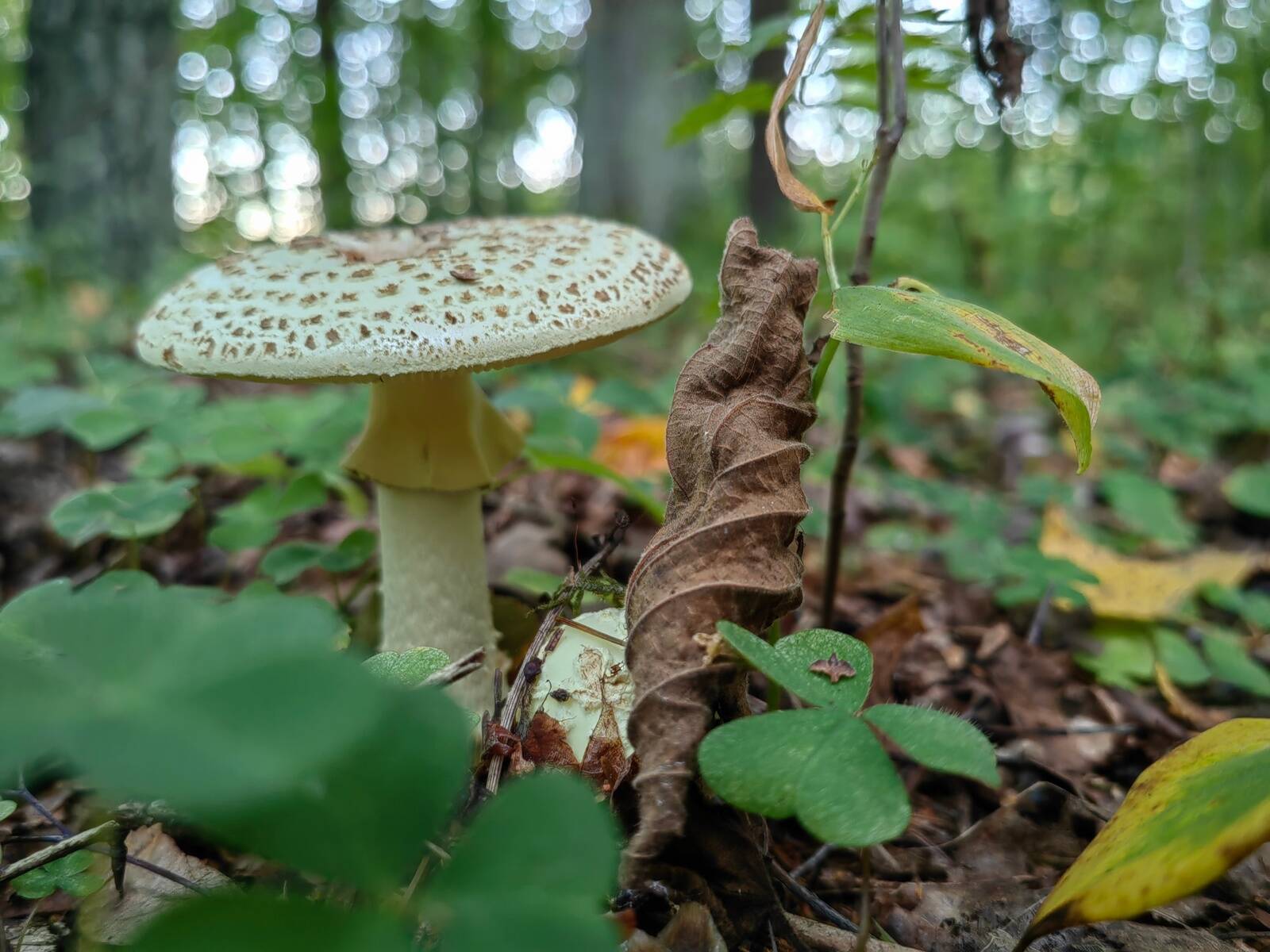 Mürgistusinfoliinile pöördujaid on enim Harjumaalt.