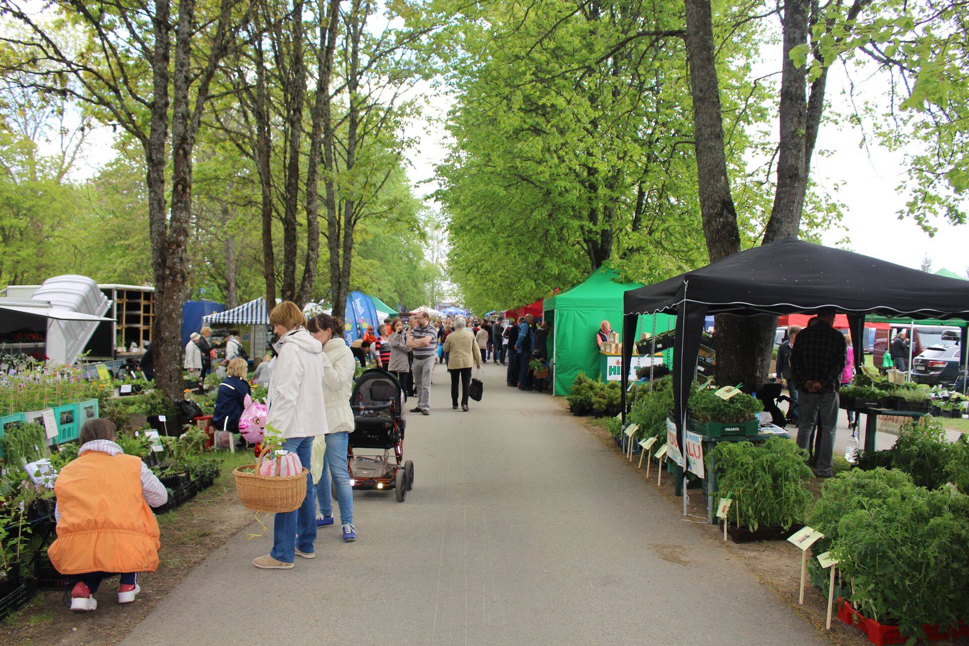 Suurimat aiasõprade kokkutulekut, Türi Lillelaata, tänavu ei toimu.