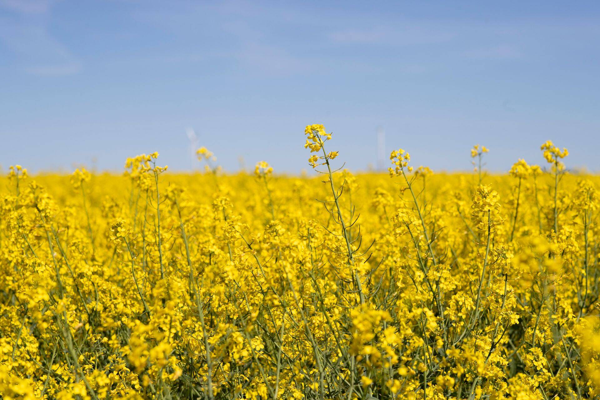 AB Linas Agro Group – крупнейшая в Балтии группа по производству сельскохозяйственной продукции и продуктов питания.