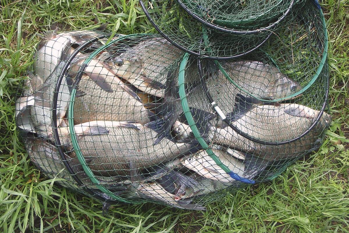 Osades veekogudes – näiteks Paunküla veehoidlal ja Tammemäe karjääris – toitub latikas suvise leitsakuga keskpäeva paiku. Kui siis õigel ajal õiges kohas olla, võib saada kena saagi.